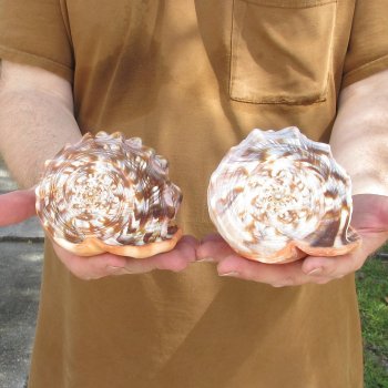 Two Cameo Bullmouth sea shells 5 inches long for $18/lot