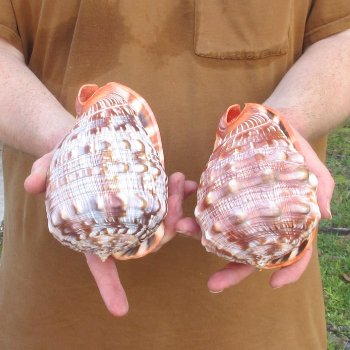 Two Cameo Bullmouth sea shells 5 inches long for $18/lot