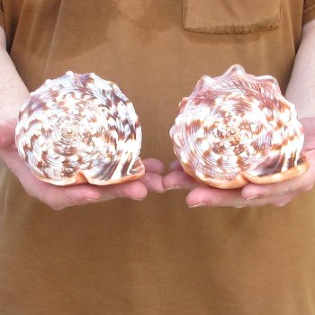 Two Cameo Bullmouth sea shells 5 inches long for $18/lot