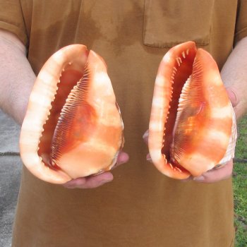 Two Cameo Bullmouth sea shells 5 inches long for $18/lot