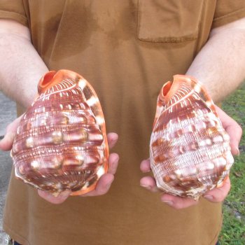Two Cameo Bullmouth sea shells 5 inches long for $18/lot