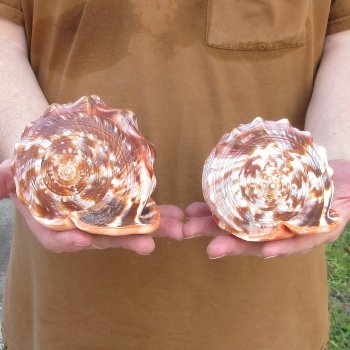 Two Cameo Bullmouth sea shells 5 inches long for $18/lot