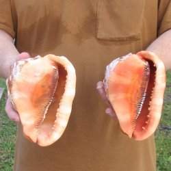 Two Cameo Bullmouth sea shells 5 inches long for $18/lot