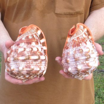 Two Cameo Bullmouth sea shells 5 inches long for $18/lot