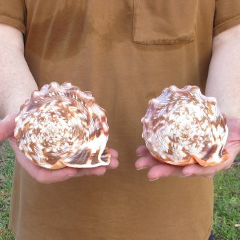 Two Cameo Bullmouth sea shells 5 inches long for $18/lot
