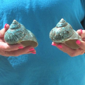 2pc Polished Jade Turbo shells- for $20/lot