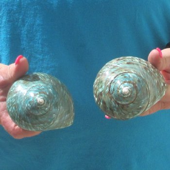 2pc Polished Jade Turbo shells- for $20/lot