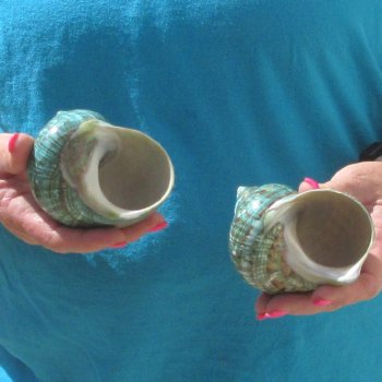 2pc Polished Jade Turbo shells- for $20/lot