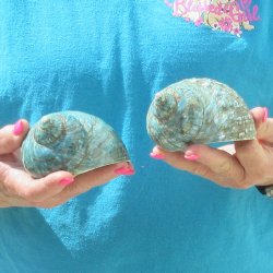 2pc Polished Jade Turbo shells- for $20/lot