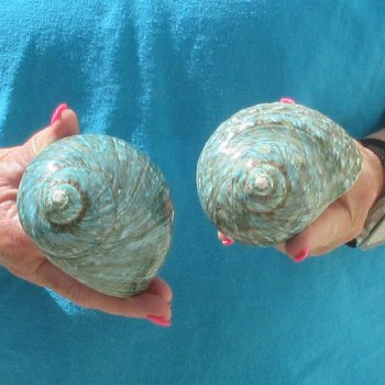 2pc Polished Jade Turbo shells- for $20/lot