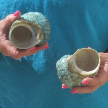 2pc Polished Jade Turbo shells- for $20/lot