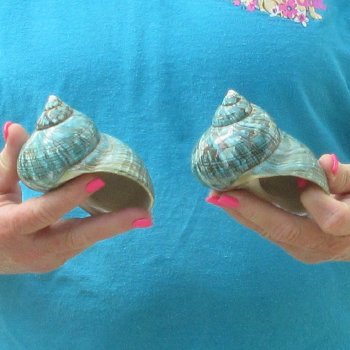 2pc Polished Jade Turbo shells- for $20/lot