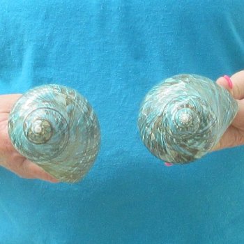 2pc Polished Jade Turbo shells- for $20/lot