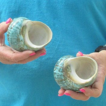 2pc Polished Jade Turbo shells- for $20/lot