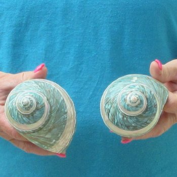 2pc Pearl Banded Jade Turbo shells - for $20/lot