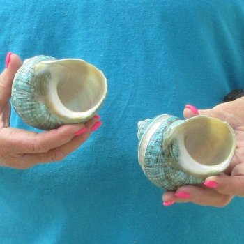 2pc Pearl Banded Jade Turbo shells - for $20/lot