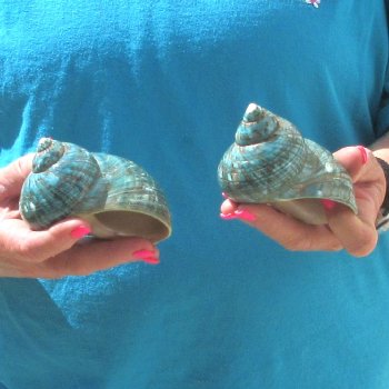 2pc Polished Jade Turbo shells- for $20/lot