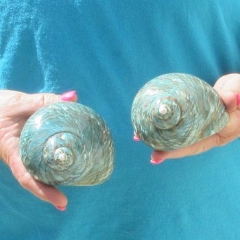 2pc Polished Jade Turbo shells- for $20/lot