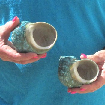 2pc Polished Jade Turbo shells- for $20/lot