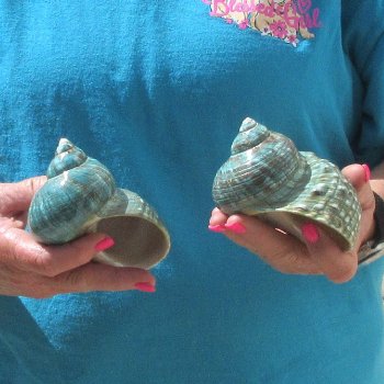 2pc Polished Jade Turbo shells- for $20/lot