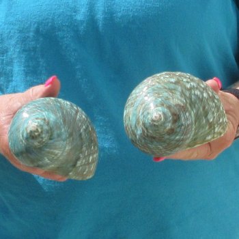 2pc Polished Jade Turbo shells- for $20/lot