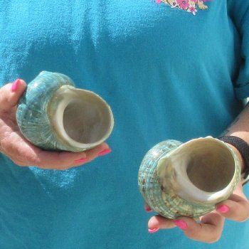 2pc Polished Jade Turbo shells- for $20/lot