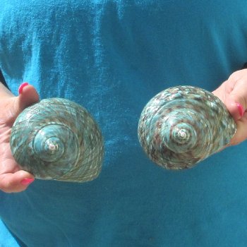 2pc Polished Jade Turbo shells- for $20/lot