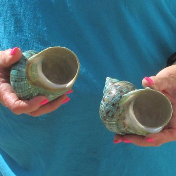 2pc Polished Jade Turbo shells- for $20/lot