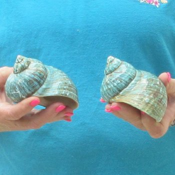 2pc Polished Jade Turbo shells- for $20/lot