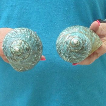 2pc Polished Jade Turbo shells- for $20/lot