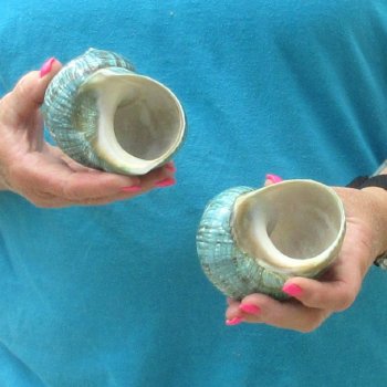 2pc Polished Jade Turbo shells- for $20/lot