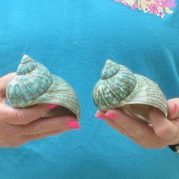 2pc Polished Jade Turbo shells- for $20/lot