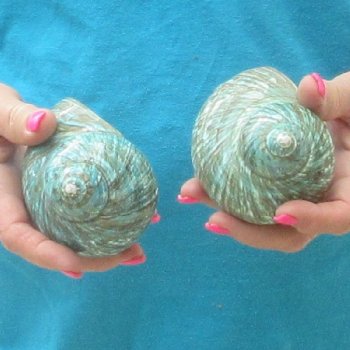 2pc Polished Jade Turbo shells- for $20/lot