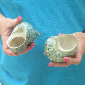 2pc Polished Jade Turbo shells- for $20/lot