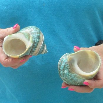 2pc Pearl Banded Jade Turbo shells - for $20/lot