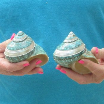 2pc Pearl Banded Jade Turbo shells - for $20/lot