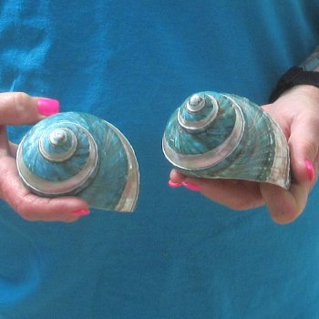 2pc Pearl Banded Jade Turbo shells - for $20/lot