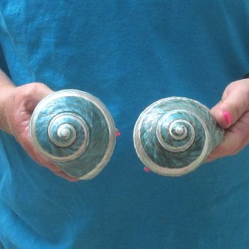 2pc Pearl Banded Jade Turbo shells - for $20/lot