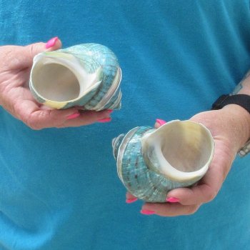 2pc Pearl Banded Jade Turbo shells - for $20/lot