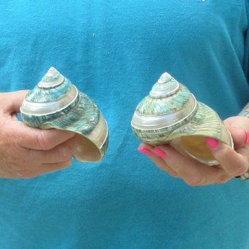 2pc Pearl Banded Jade Turbo shells - for $20/lot