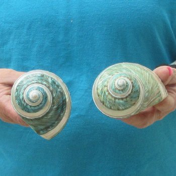2pc Pearl Banded Jade Turbo shells - for $20/lot