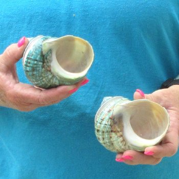 2pc Pearl Banded Jade Turbo shells - for $20/lot