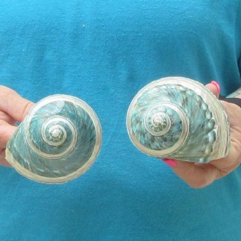 2pc Pearl Banded Jade Turbo shells - for $20/lot