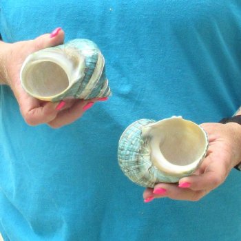 2pc Pearl Banded Jade Turbo shells - for $20/lot