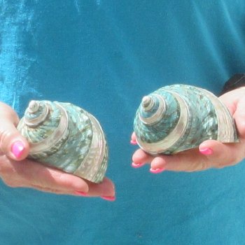 2pc Pearl Banded Jade Turbo shells - for $20/lot
