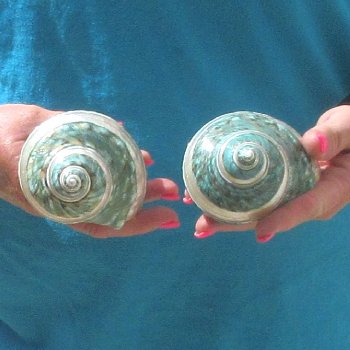 2pc Pearl Banded Jade Turbo shells - for $20/lot