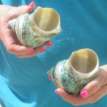 2pc Pearl Banded Jade Turbo shells - for $20/lot