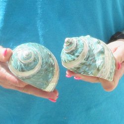 2pc Pearl Banded Ja...