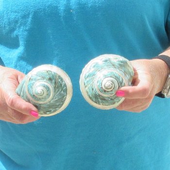 2pc Pearl Banded Jade Turbo shells - for $20/lot
