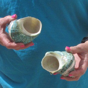 2pc Pearl Banded Jade Turbo shells - for $20/lot